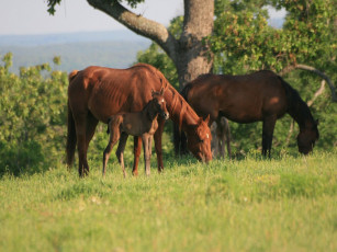 Картинка животные лошади