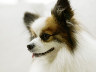 Картинка животные собаки