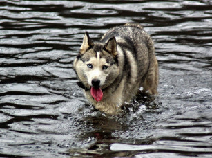 Картинка животные собаки