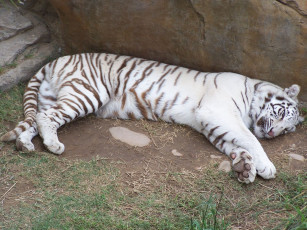 Картинка животные тигры