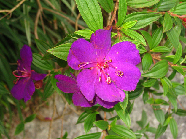 Обои картинки фото цветы