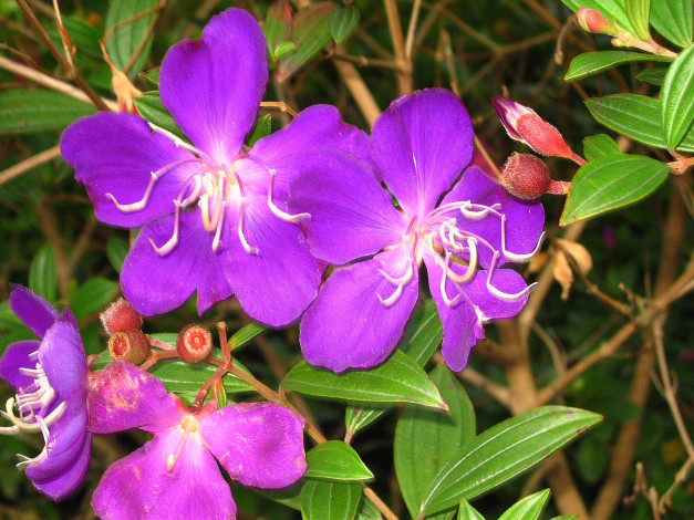 Обои картинки фото цветы