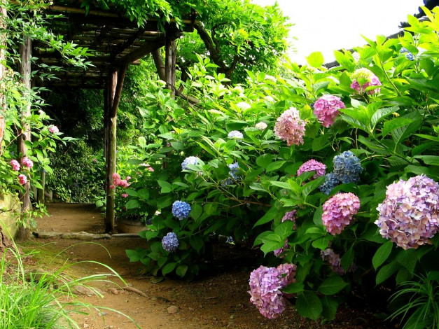 Обои картинки фото цветы, гортензия