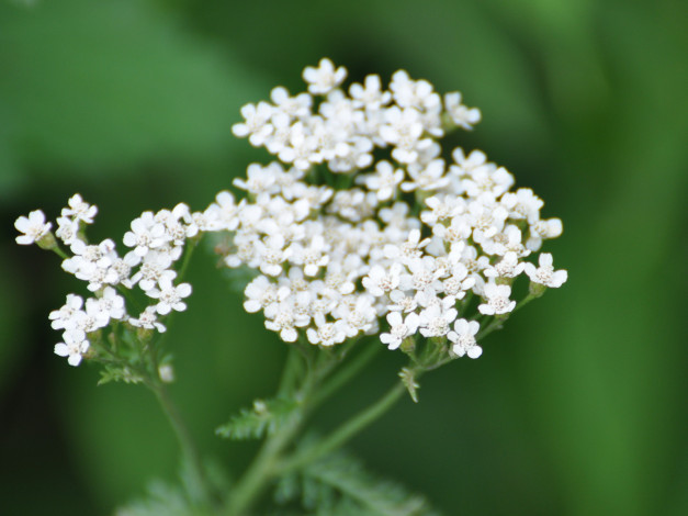 Обои картинки фото цветы, луговые, полевые