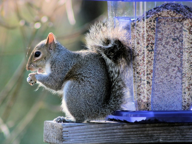 Обои картинки фото животные, белки