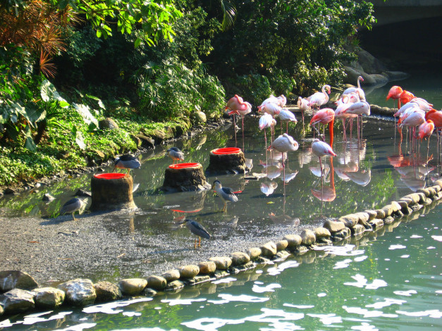 Обои картинки фото животные, фламинго