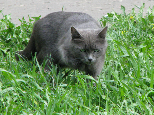 Обои картинки фото животные, коты