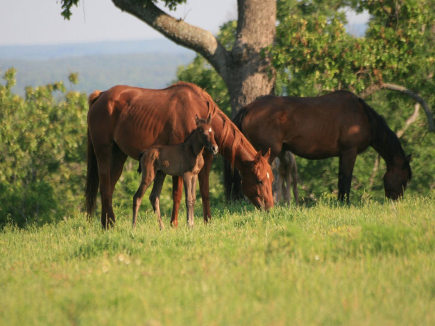 Обои картинки фото животные, лошади