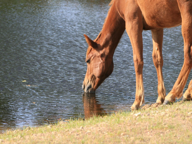 Обои картинки фото животные, лошади