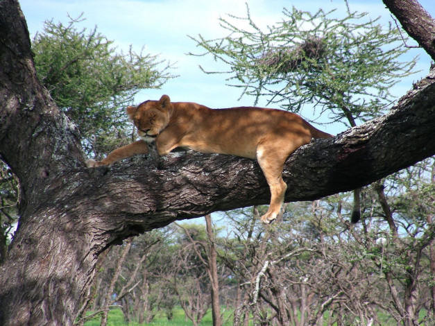 Обои картинки фото животные, львы