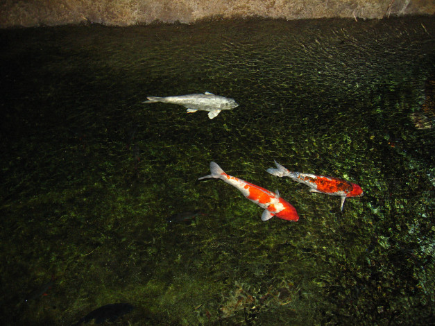 Обои картинки фото животные, рыбы