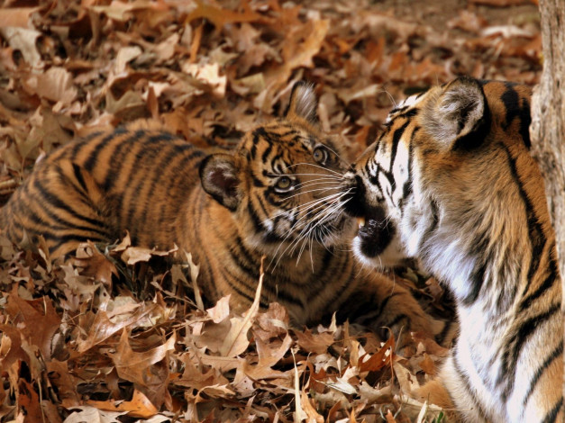 Обои картинки фото животные, тигры