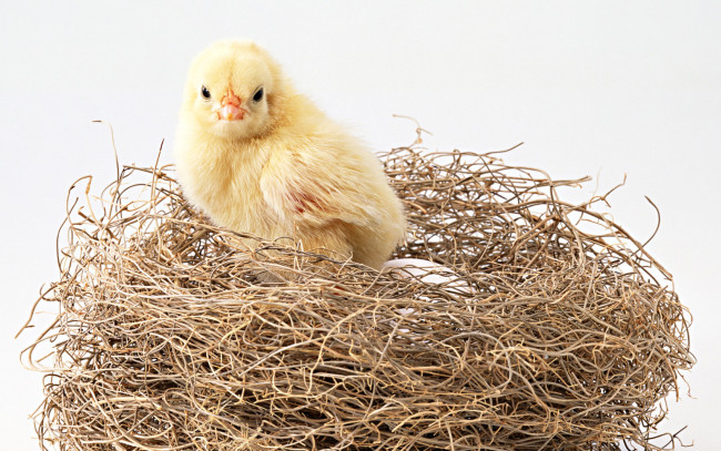 Обои картинки фото животные, куры, петухи