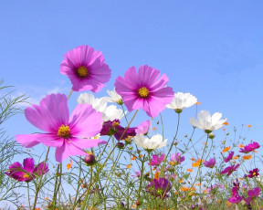 Картинка цветы космея