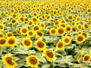 Картинка цветы подсолнухи