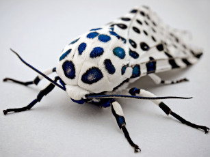 Картинка животные бабочки