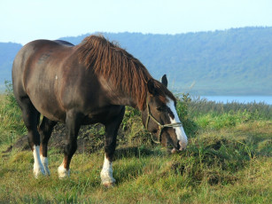 Картинка животные лошади