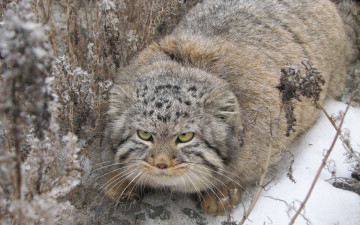 Картинка животные манулы