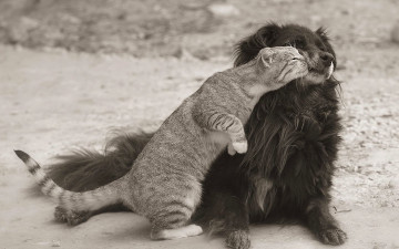 Картинка животные разные вместе