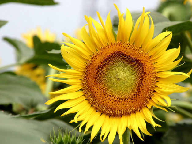 Обои картинки фото цветы, подсолнухи