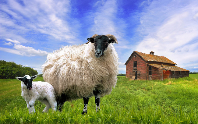 Обои картинки фото животные, овцы, бараны