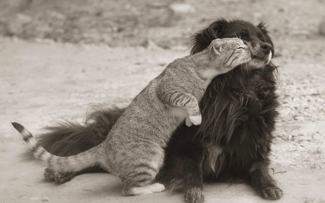 Обои картинки фото животные, разные, вместе