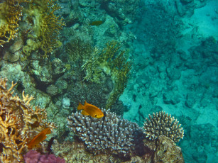 Картинка животные рыбы морское дно