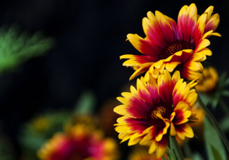 Картинка цветы гайлардии гелениумы яркий оранжевый