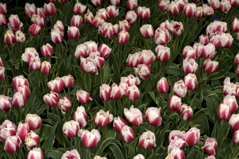 Картинка цветы тюльпаны много пестрый красно-белый