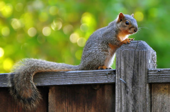 Картинка животные белки пушистый забор хвост