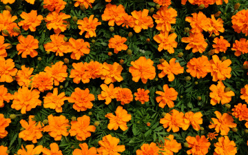 Картинка цветы бархатцы много лепестки
