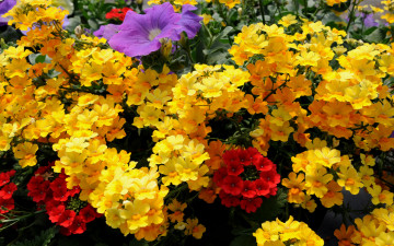 Картинка цветы лантана вербена много лепестки