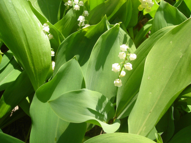 Обои картинки фото цветы, ландыши, весенние