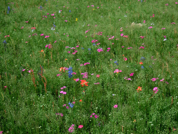 Обои картинки фото цветы, луговые, полевые, трава, луг