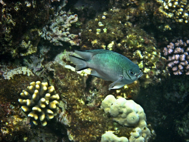 Обои картинки фото животные, рыбы