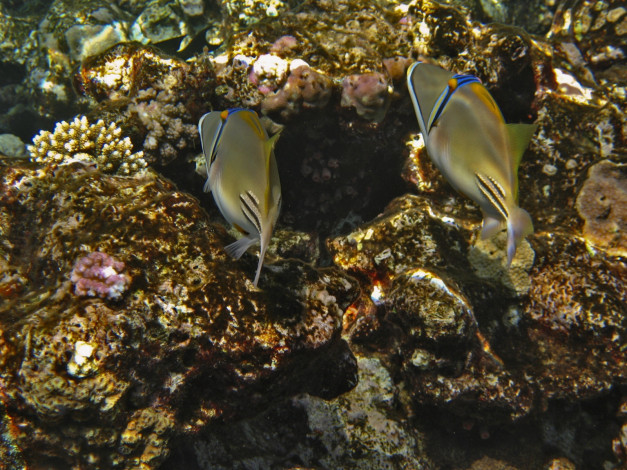 Обои картинки фото животные, рыбы