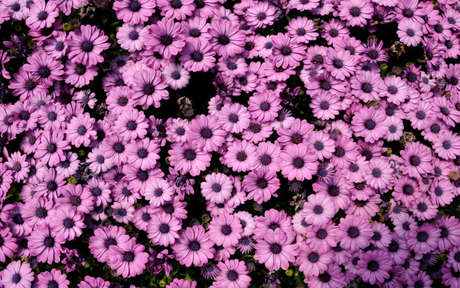 Обои картинки фото цветы, диморфотеки, много, лепестки