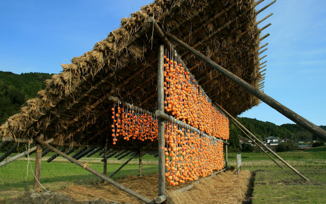 Обои картинки фото еда, хурма, сушка, овощей