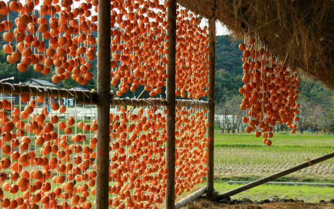 Обои картинки фото еда, хурма, сушка, овощей