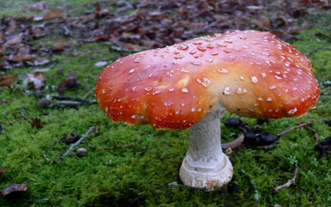 Обои картинки фото природа, грибы, мухомор, трава