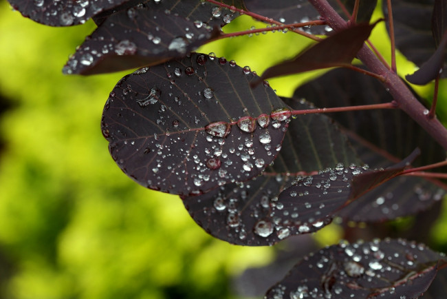 Обои картинки фото природа, листья, коричневый, ветка, капли
