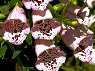 Картинка цветы дигиталис наперстянка