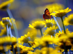 Картинка животные бабочки цветы бабочка
