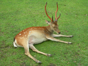 Картинка животные олени олень