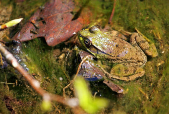 Картинка животные лягушки лягушка