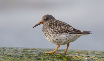 Картинка животные птицы птица