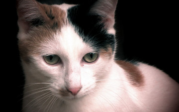 Картинка животные коты кошка