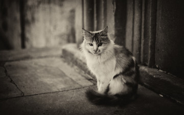 Картинка животные коты кот