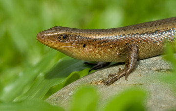 Картинка животные Ящерицы игуаны вараны ящерица