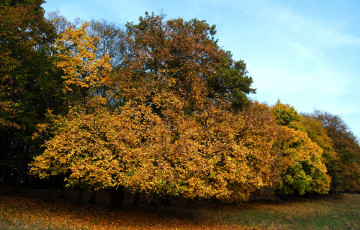 Картинка природа деревья осень